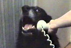 This is Dog